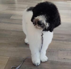 Super Dog School Welcomes Buddy!