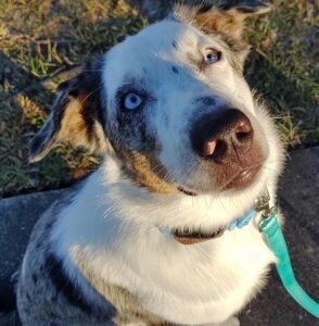 Look Into My Eyes
