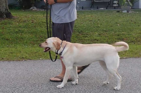 Yellow Labrador Retriever on leash being walked outdoors